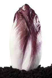 Pleine terre pleine terre : Endive Planter Et Cultiver Ooreka
