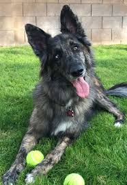 Australian Shepherd German Shepherd Mix Black And White German Shepherd Australian Shepherd Mix Shepherd Mix Puppies Australian Shepherd Mix Australian Shepherd