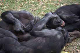 Bonobo pornography
