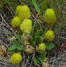 Image result for Polygala nematophylla