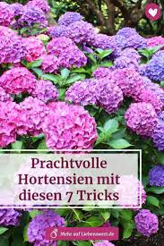 Blutenreiche Hortensien Mit Diesen 7 Tricks Hortensien Garten Pflanzen Wachsenden Pflanzen