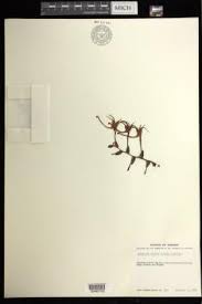 Image result for Aerangis alcicornis