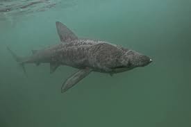 Elle est en forme de croissant et le lobe supérieure est plus grand que le lobe inférieur. Requin Pelerin Cetorhinus Maximus Fiche Poissons