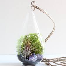 Air Plant And Amethyst Crystal Point Teardrop Terrarium Kit Terrariums Kits Air Plant Terrarium Air Plants
