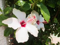 Image result for Hibiscus pusillus