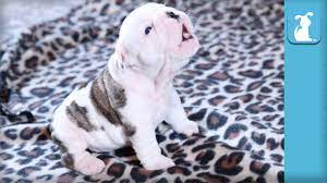 Please share so others can enjoy too 🙂 Wrinkly Bulldog Puppy Howls So Darn Cute Puppy Love Youtube