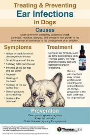 Treating And Preventing Ear Infections In Dogs Infographic Pet Health Dog Allergies Dog Ear Cleaner