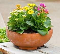 Kalanchoe Flowers In Clay Pot Plants Succulent Outdoor Succulent Gardening