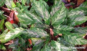 Image result for Albertisia