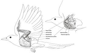 Bird In Flight Line Drawing Bird Flight Information Charts And Videos Bird Wings Birds Flying Drawing Skills