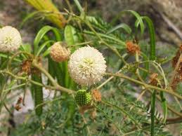 Image result for Leucas fulvipila