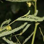 Image result for Aeschynomene sensitiva