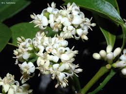 Image result for Psydrax fragrantissima