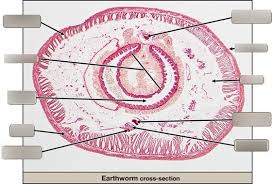 A type of arrangement of the parts and organs of an animal in which the body can be.labelled diagram of tapeworm. Earthworm Cross Section Diagram Quizlet