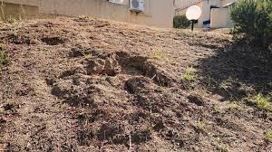 Si vous avez un potager, vous pouvez être sûr que c'est ce qui les a attirés, si vous avez beaucoup d'eau plate, vous venez de. Nid De Guepes Sous Terre Pro Insectes Services Facebook