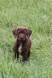 December 6th, 2016 by jon paws. Brown Female Pudelpointer Pup Is Sudden Valley Kennels Facebook