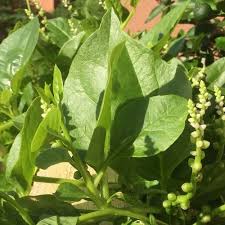 Image result for Basella