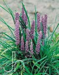 Image result for Lily Turf