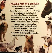 Pin By Terri S On German Shepherds Sick Pets Pet Quotes Cat Dog Quotes