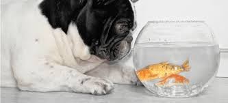Fish whether it is tuna or salmon has a lot of health benefits for dogs. Can Dogs Eat Seafood Petplace