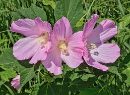 Image result for Hibiscus malacospermus
