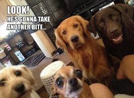 Funny Pictures Of The Day 35 Pics Funny Dog Pictures Funny Animal Pictures Funny Animals