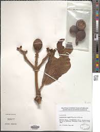 Image result for Anthocleista vogelii