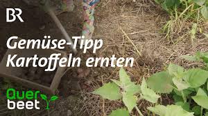 Bewegen sie das grabwerkzeug nun in schrägem winkel in richtung der pflanze und heben sie die kartoffeln vollständig aus dem erdreich. Querbeet Kartoffeln Ernten Facebook