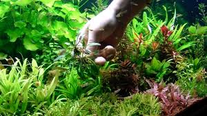 Криптокорина невилля (cryptocoryne nevillii или cryptocoryne willisii). Cryptocoryne Parva Youtube