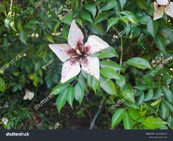 Image result for Rothmannia longiflora