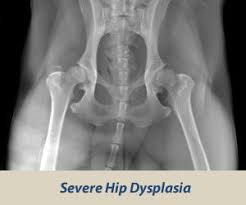 Hip Dysplasia | OFA