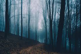 Any Bird Box Vibes In Here Blue Hour And Fog Creates A Great Atmosphere On This Trail Oc 19881326 Blue Hour Photography Cool Landscapes Blue Hour