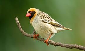 Birds That Start With The Letter Q 12 Fabulous Animals That Start With The Letter Q Red Bill Most Beautiful Birds Birds