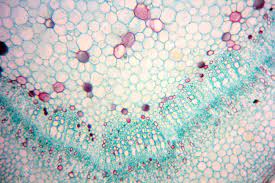 Large molecules can pass between the cytoplasm and the nucleus through these pores. Science Plant Cells By Light Microscope Stock Photo Picture And Royalty Free Image Image 110661225