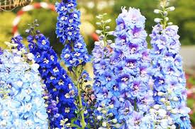 Birth Month Flowers And Their Meanings Larkspur Flower Larkspur Flower Meaning Delphinium Flowers