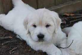 Many puppies are in training to be a service dogs. English Cream Golden Retriever Puppy Very Light Color For Sale In Howell Michigan Classified Americanlisted Com