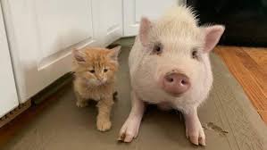 When attorney rod ponton showed up for a virtual court hearing over zoom on tuesday, he quickly realized something was wrong. I M Not A Cat Lawyer Tries To Explain Zoom Filter To Judge Article Kids News