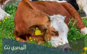 كما أن الأبقار في المنام هي. ØªÙØ³ÙŠØ± Ø­Ù„Ù… Ø±Ø¤ÙŠØ© Ø§Ù„Ø¨Ù‚Ø± Ø§Ù„Ù…ÙŠØª ÙÙŠ Ø§Ù„Ù…Ù†Ø§Ù… Ù„Ø§Ø¨Ù† Ø³ÙŠØ±ÙŠÙ† ÙˆØ§Ù„Ù†Ø§Ø¨Ù„Ø³ÙŠ Ø§Ù„Ù…ØµØ±ÙŠ Ù†Øª