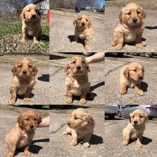 The goal was to combine these two highly popular. Litter Of 7 Golden Retriever Puppies For Sale In Hominy Ok Adn 69967 On Puppyfinder Com Gender Mal Golden Retriever Litter Golden Retriever Puppies For Sale