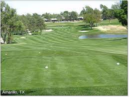 This creeping growth potential is something that most tall fescues do not possess. Kentucky Bluegrass And Hybrid Bluegrass Aggieturf