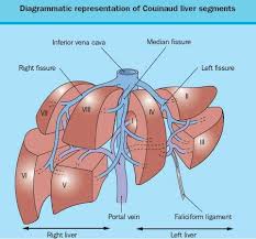 Free download abdomen,spleen,liver anatomy and physiology diagrams. The Phases Of Liver Failure Outlined In Simple To Comprehend Language Learn About And Know What Is Occurring In Liver Failure Medical Knowledge Liver Anatomy