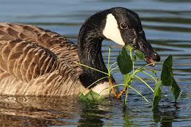 Kanadagans mit küken branta canadensis. Die Kanadagans Nabu Nrw