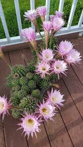 Cacti are traditionally favorites of many gardeners because they are so low maintenance and perfect for high heat/low i forget to water them or pay them any mind…until they bloom. Echinopsis Tubiflora Pink Easter Lily Cactus 1 Rooted Hardy Etsy Blooming Cactus Cactus Garden Beautiful Flowers