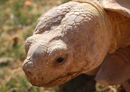 Image result for Grewia sulcata