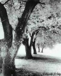 Black White In Photography Etsy Art Page 2 Nature Photography Black And White Art Drawing Ethereal Photography