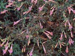 Image result for Epilobium