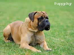 Why buy a mastiff puppy for sale if you can adopt and save a life? English Mastiff Puppies For Sale Purebred English Mastiffs Puppyjoy