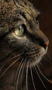 Cat Eye Light Profile Cat Portraits Animal Wallpaper Cats