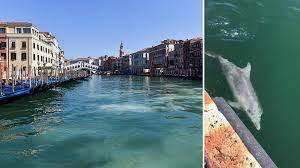 The bottlenose dolphins, believed to be a mother and juvenile, were caught on camera hunting cuttlefish off the punta della dogana, a few yards . Venice Canals Run Clear Dolphins Appear In Italy S Waterways Amid Coronavirus Classic Fm