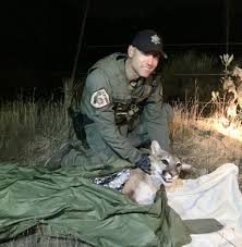 Maybe you would like to learn more about one of these? Protecting Newport S Wildlife Is A Lonely Job Newport Beach News